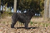 BOUVIER DES FLANDRES 294